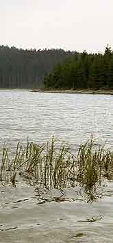 Schilffelder und Flachwasserzonen