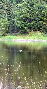 Stausee Ottenstein Revier III