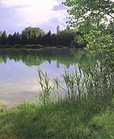 Teich bei Grafenwörth (Bez. Tulln)